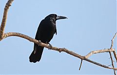 Black Butcherbird